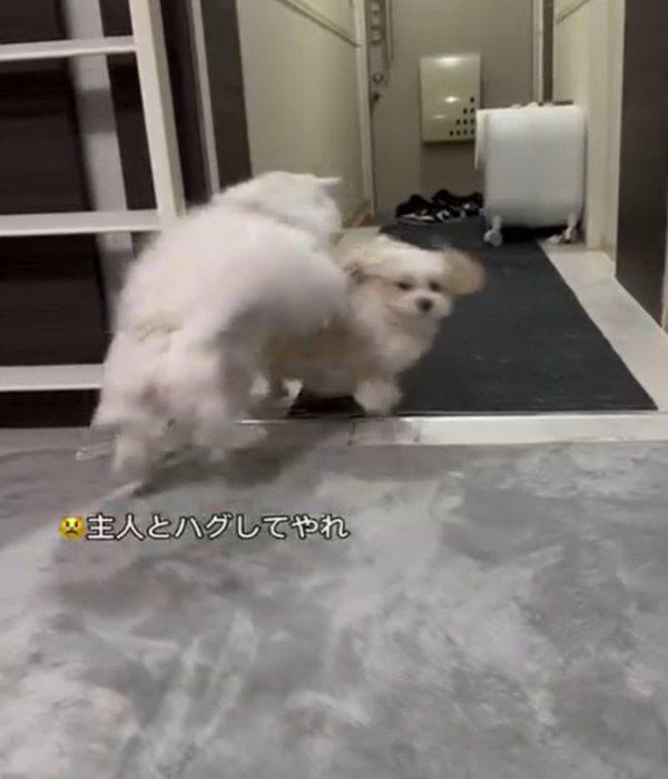 犬を追いかける猫1