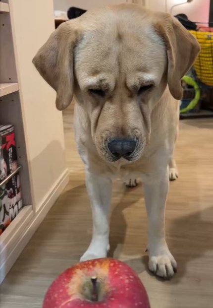 ラブラドールレトリバー