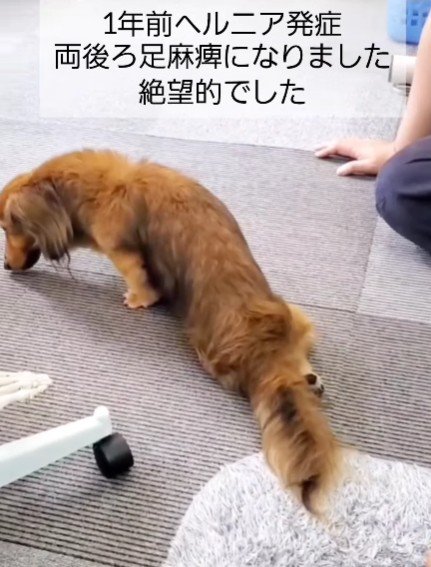 愛犬がヘルニアに…