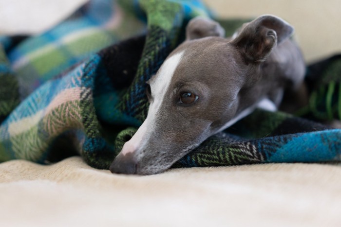 毛布に包まるイタグレ