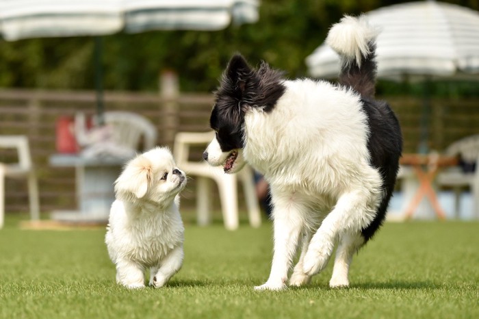 ドッグランで遊ぶ2頭の犬