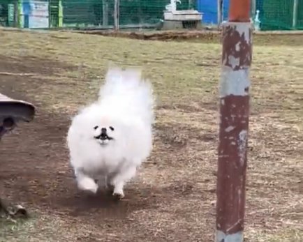 可愛い