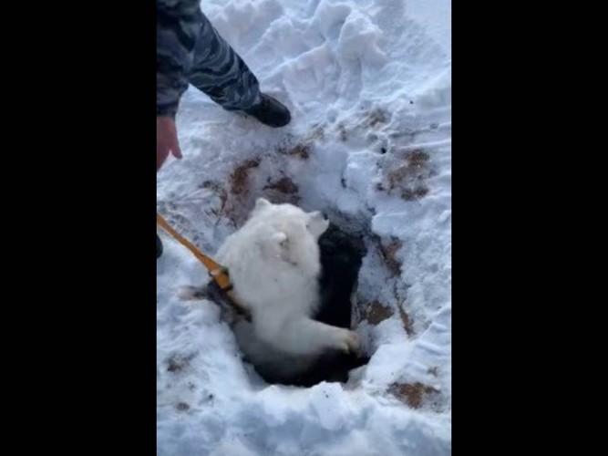 犬の上半身