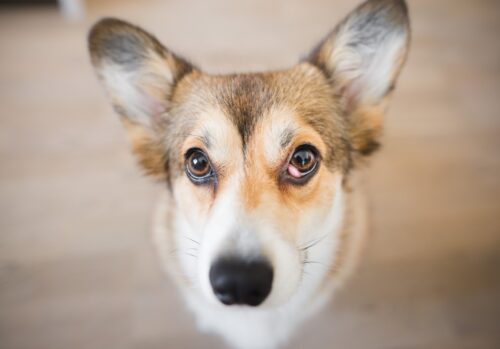 左目がチェリーアイになっている犬