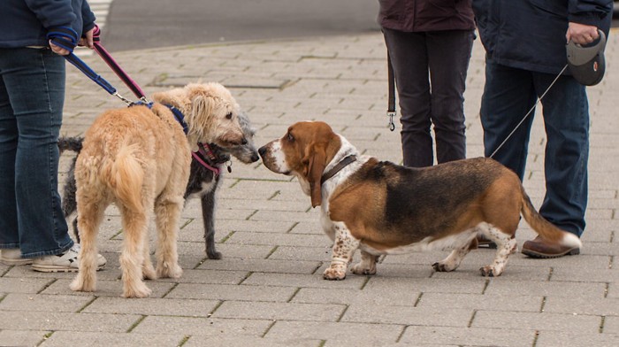 挨拶する犬たち