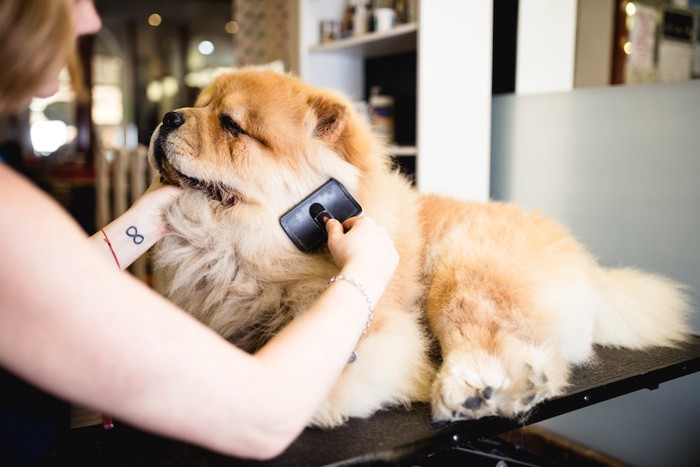 お店でブラッシングされている犬