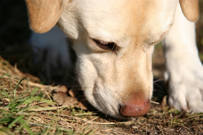 地面のニオイを嗅ぐ犬のマズルのアップ