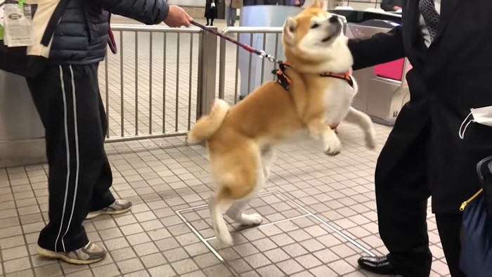 飛び上がって喜ぶ秋田犬、お父さんとお兄ちゃん