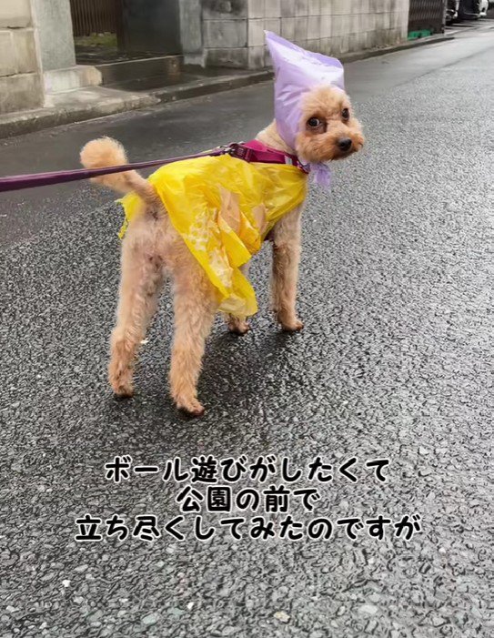 「ボール遊びしたい」