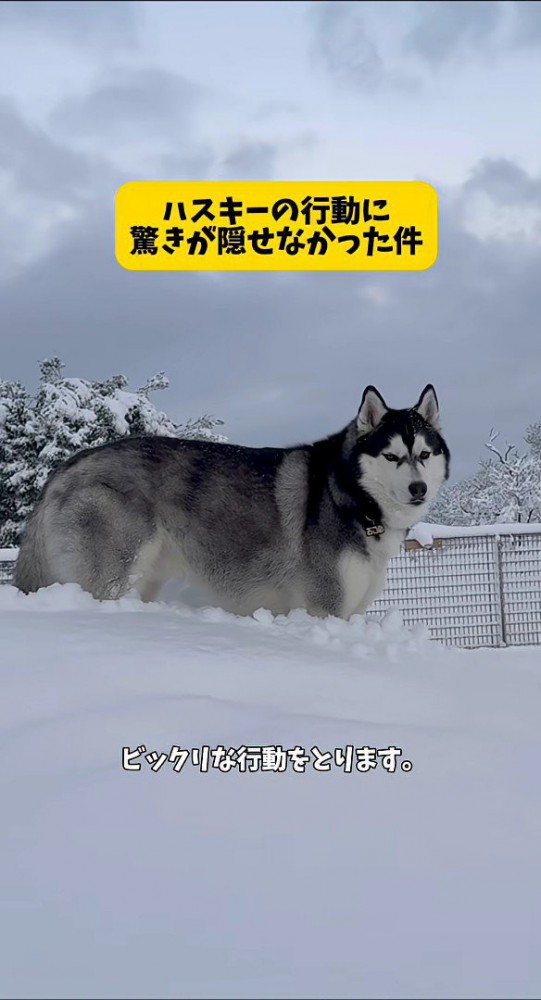 本当は逞しいおこめくんでした