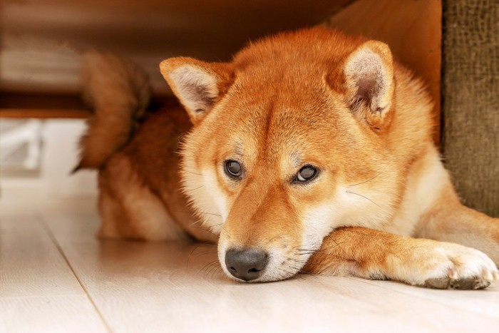 床に伏せている柴犬