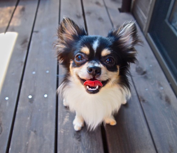 こちらを見ている犬の写真