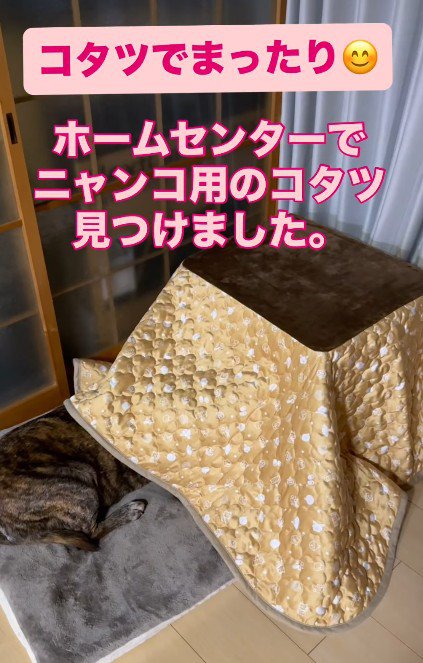 コタツを初体験♡