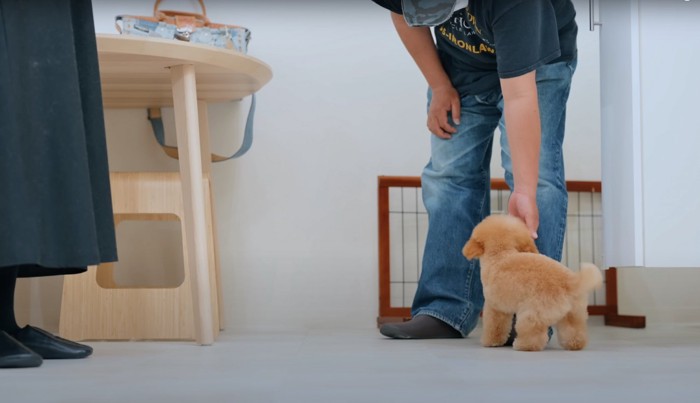 飼い主に向かって尻尾を振っている子犬