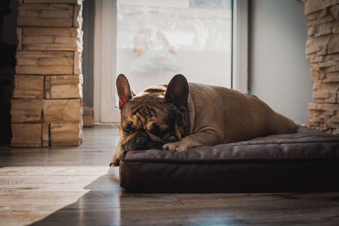 ベッドの上で寝ている犬