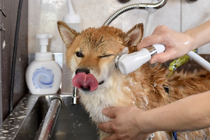 シャワーをあてられる柴犬