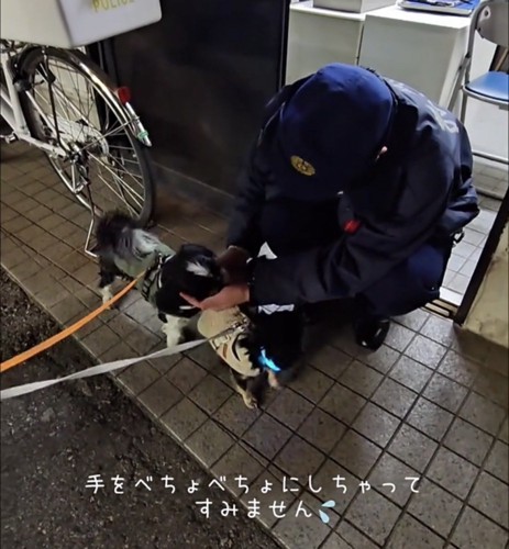 優しく撫でられる犬