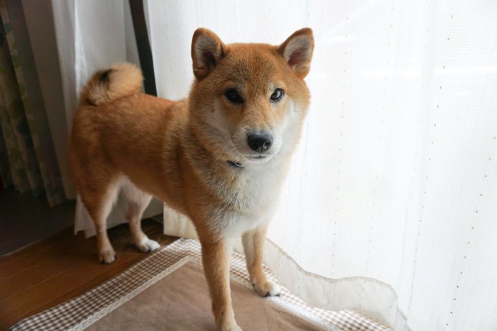 カーテンの横に立ってこちらを見つめる柴犬