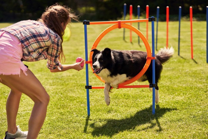 アジリティをする女性と犬