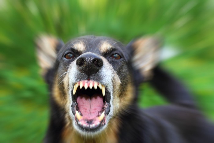 激しく吠える茶黒の犬