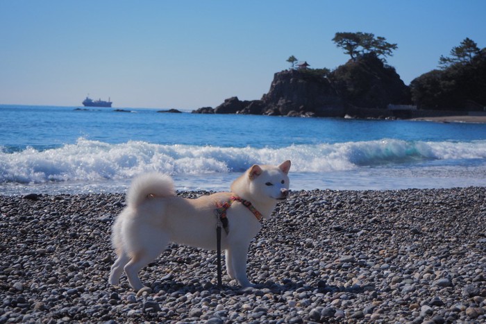 海岸の小石、白柴