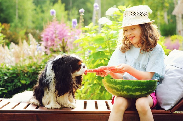 スイカを食べる犬と少女