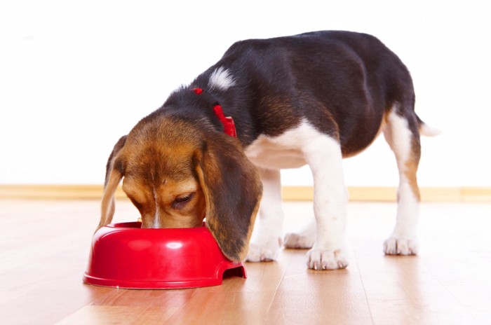 ご飯を食べる犬