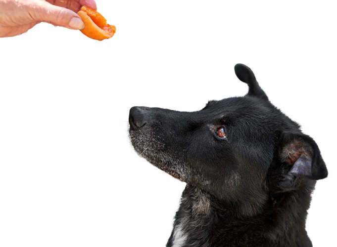 飼い主が手に持つあんずを見つめている犬