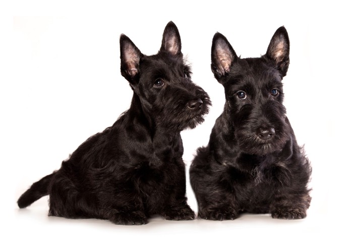 並んで座る2頭のスコティッシュ・テリアの子犬