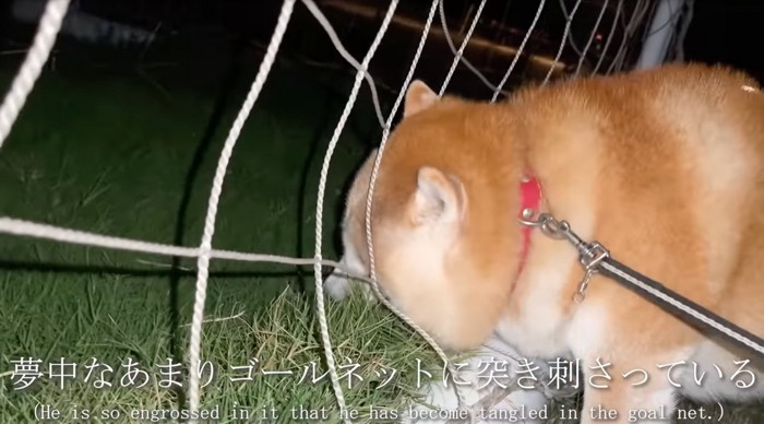 ネットに顔を突っ込む柴犬
