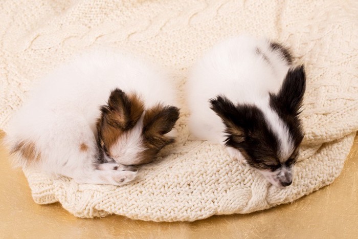 セーターの上で眠る2頭の子犬