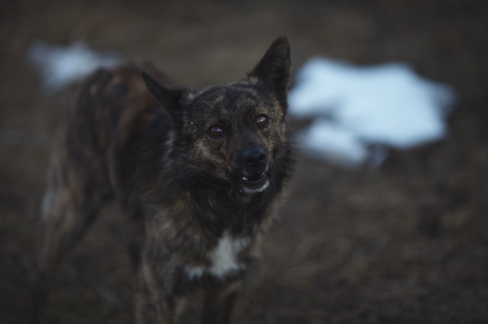 上目遣いの犬