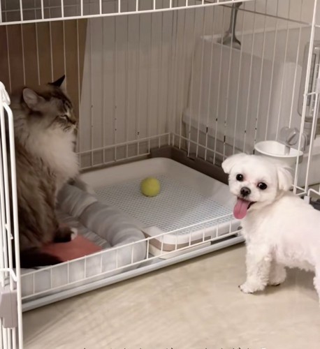 飼い主さんを見るちゃむさん