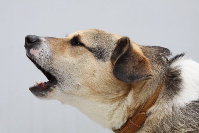 懸命に吠える犬の横顔