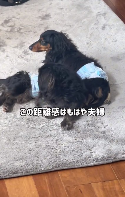 距離が近い2匹