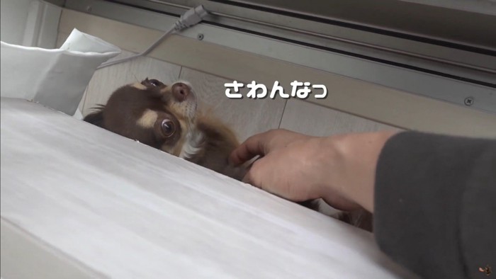 うにちゃんのお散歩拒否3