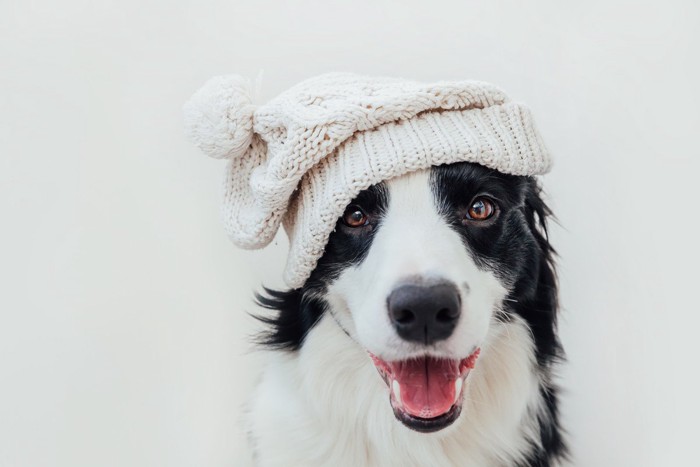 白いニット帽を被る犬