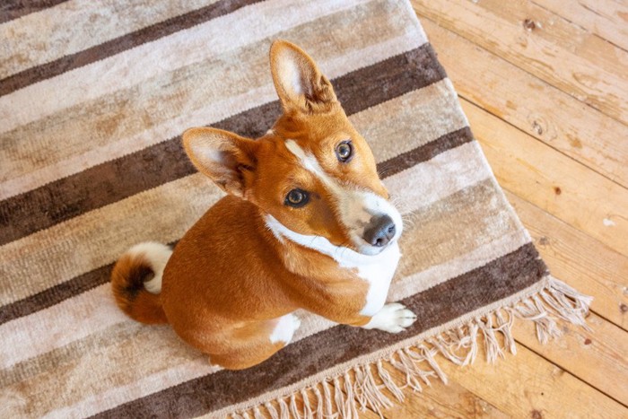 ラグの上に座る犬