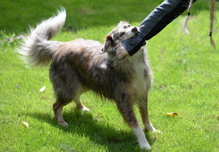 噛み付く犬