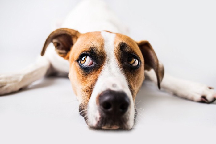 横目で見る犬