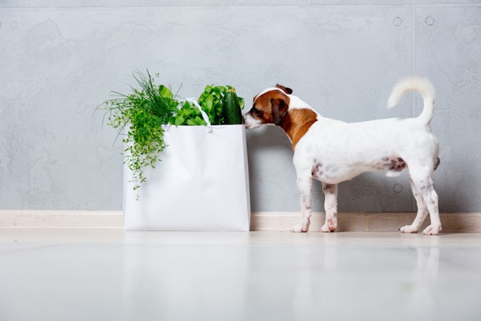 野菜が入った白いバッグのニオイを嗅ぐ犬