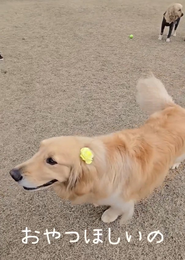 お父さんの元へ行くにこちゃん