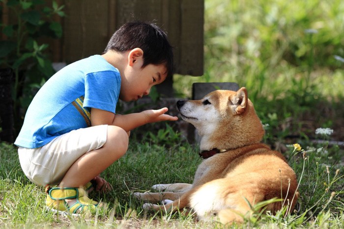 柴犬と向かい合う男の子