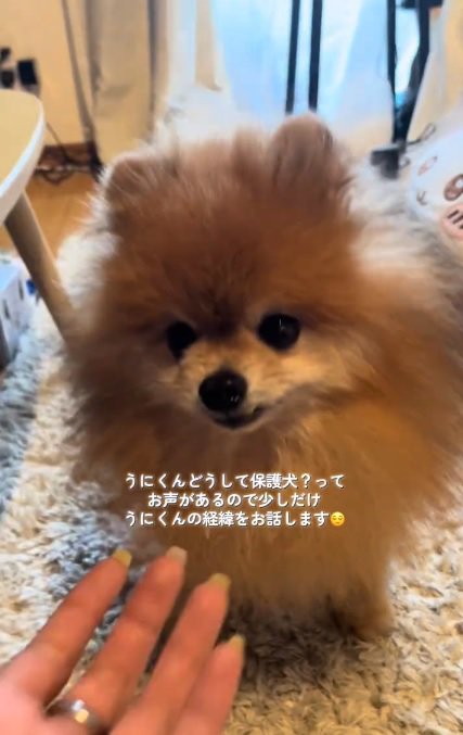 元繁殖犬のうにくん