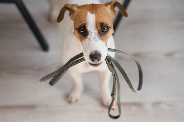 リードを咥えた犬