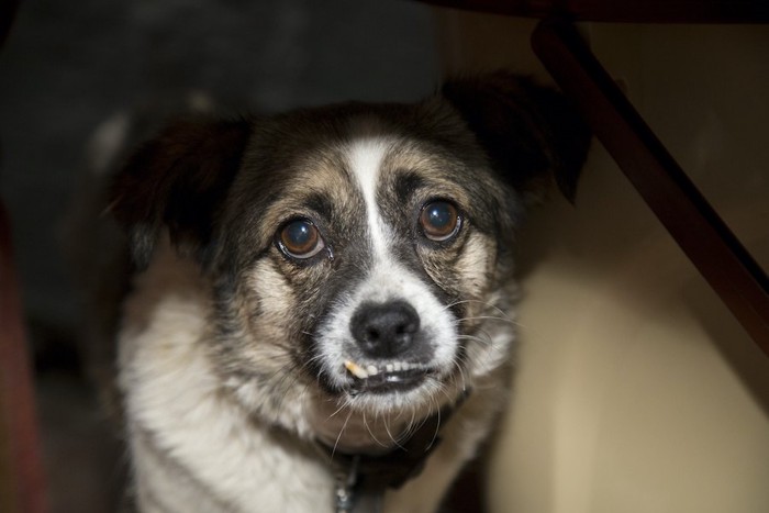 机の下に隠れて唸っている犬