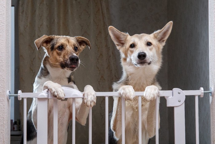 見つめる2匹の犬