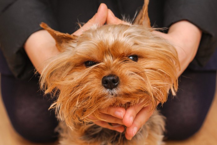 顔を包まれて不満そうな犬