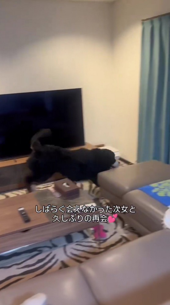 カーテンに駆け寄っていく犬