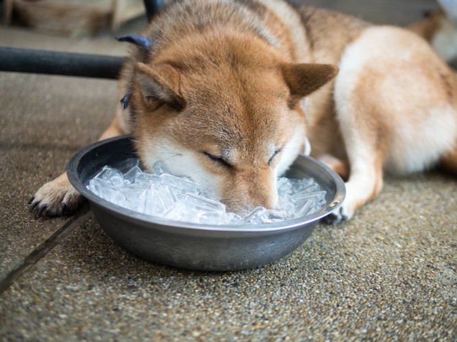 氷にマズルをうずめる柴犬